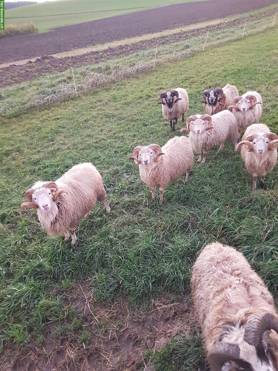 Skudden Schafböcke zu verkaufen