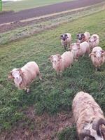 Skudden Schafböcke zu verkaufen