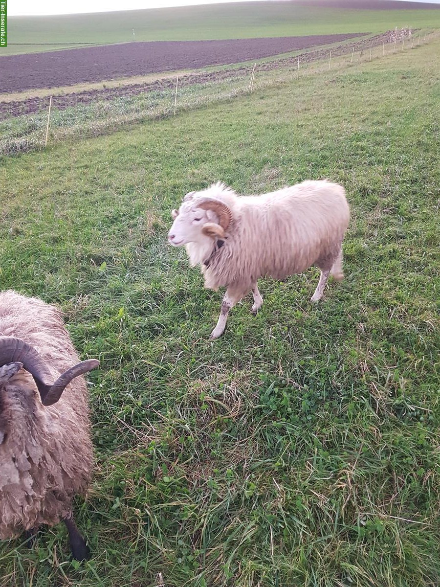 Bild 2: Skudden Schafböcke zu verkaufen