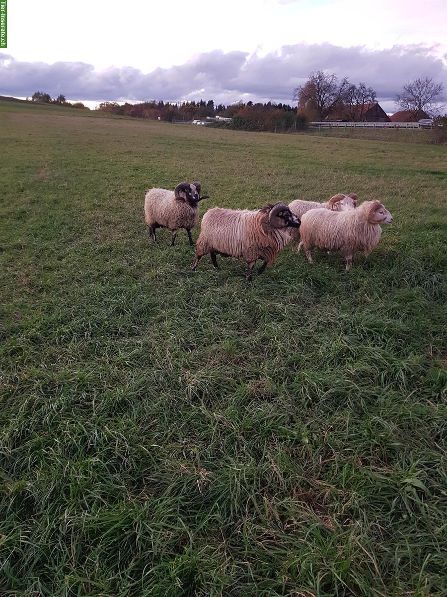 Bild 3: Skudden Schafböcke zu verkaufen