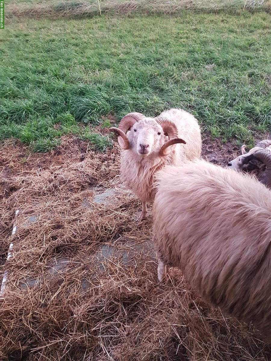 Bild 4: Skudden Schafböcke zu verkaufen