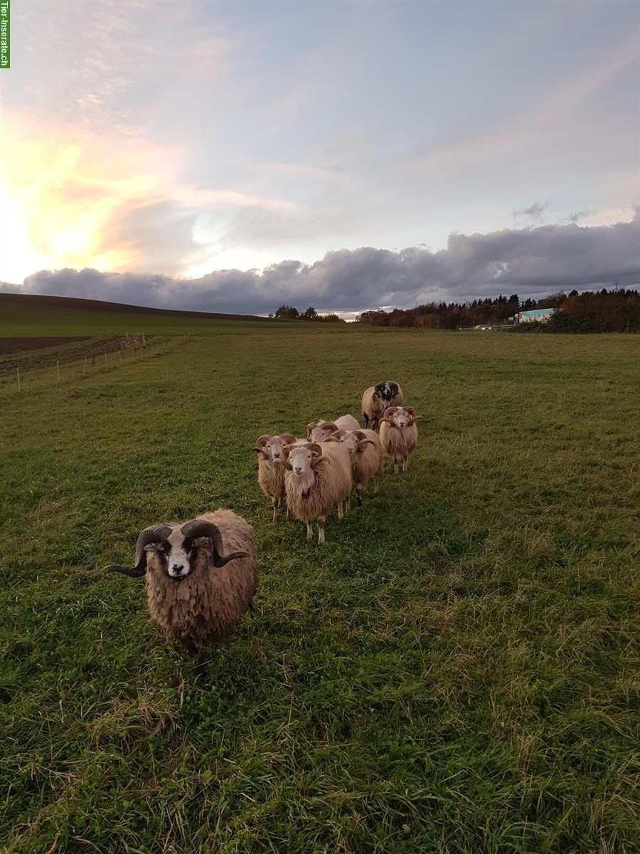Bild 5: Skudden Schafböcke zu verkaufen