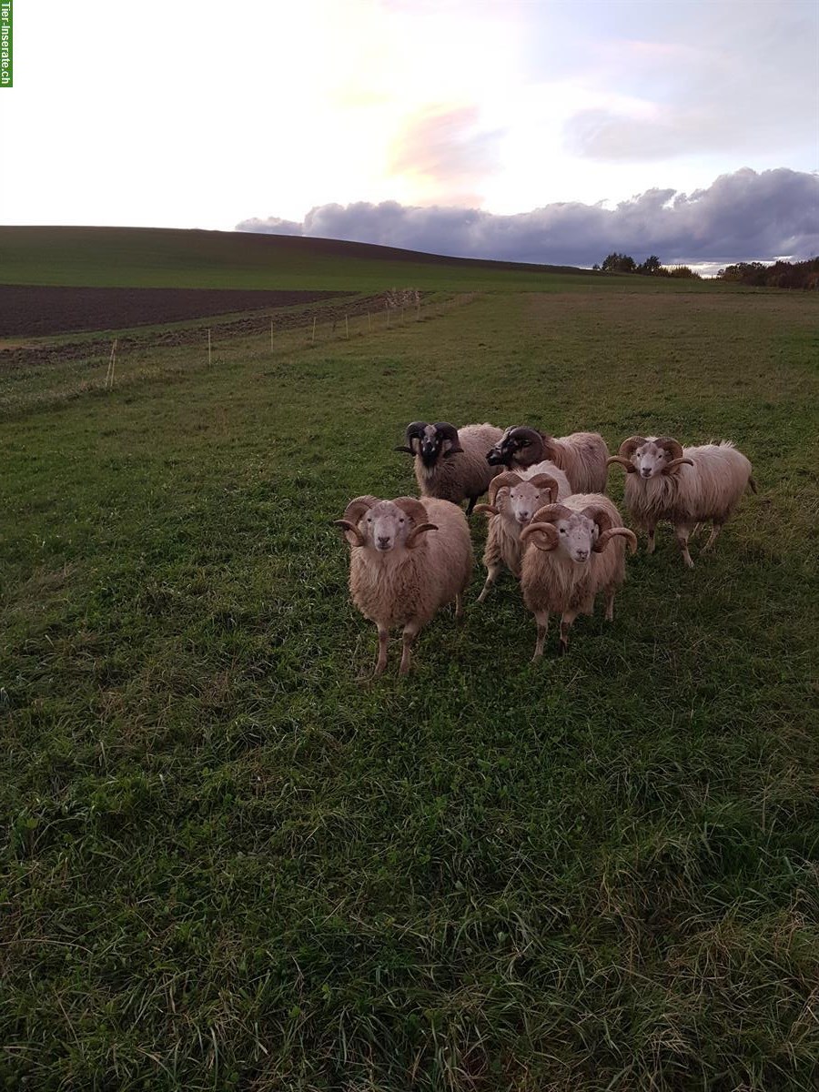 Bild 6: Skudden Schafböcke zu verkaufen