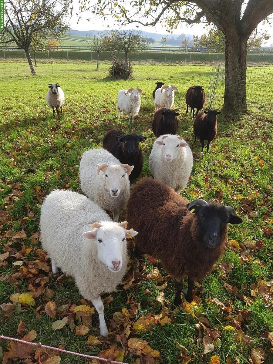 Junge Skudden, 10 kastrierte Schafböcke, bio