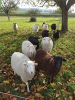 Junge Skudden, 10 kastrierte Schafböcke, bio