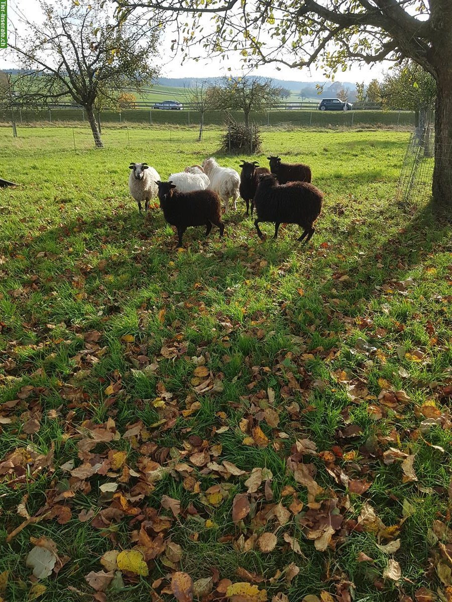 Bild 2: Junge Skudden, 10 kastrierte Schafböcke, bio