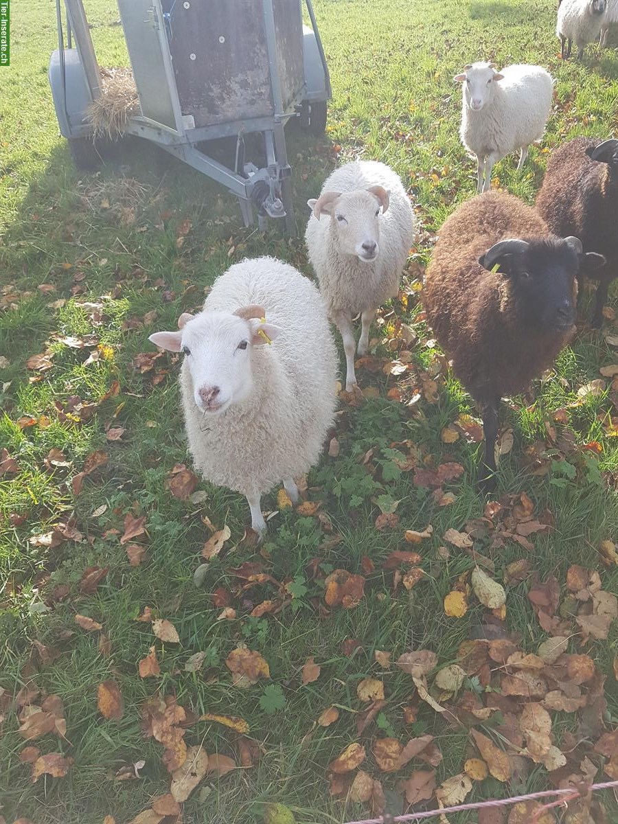 Bild 3: Junge Skudden, 10 kastrierte Schafböcke, bio