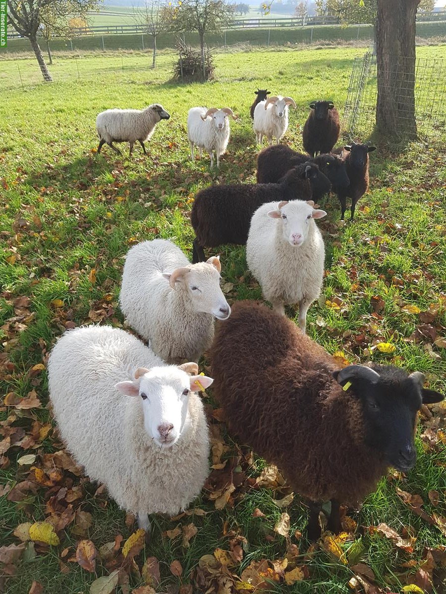 Bild 4: Junge Skudden, 10 kastrierte Schafböcke, bio