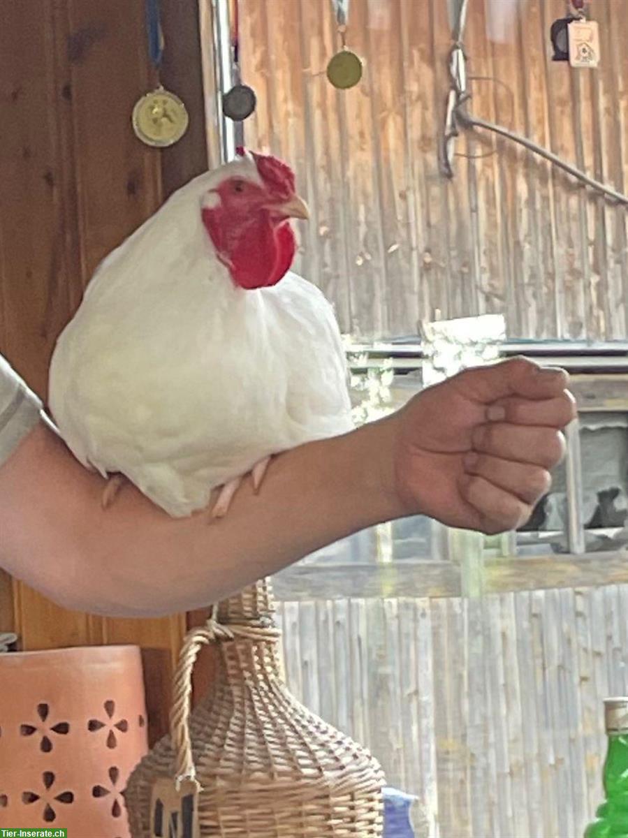 Schweizer Hühner: Zuchtgruppe 1.5 zu verkaufen