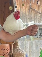 Schweizer Hühner: Zuchtgruppe 1.5 zu verkaufen