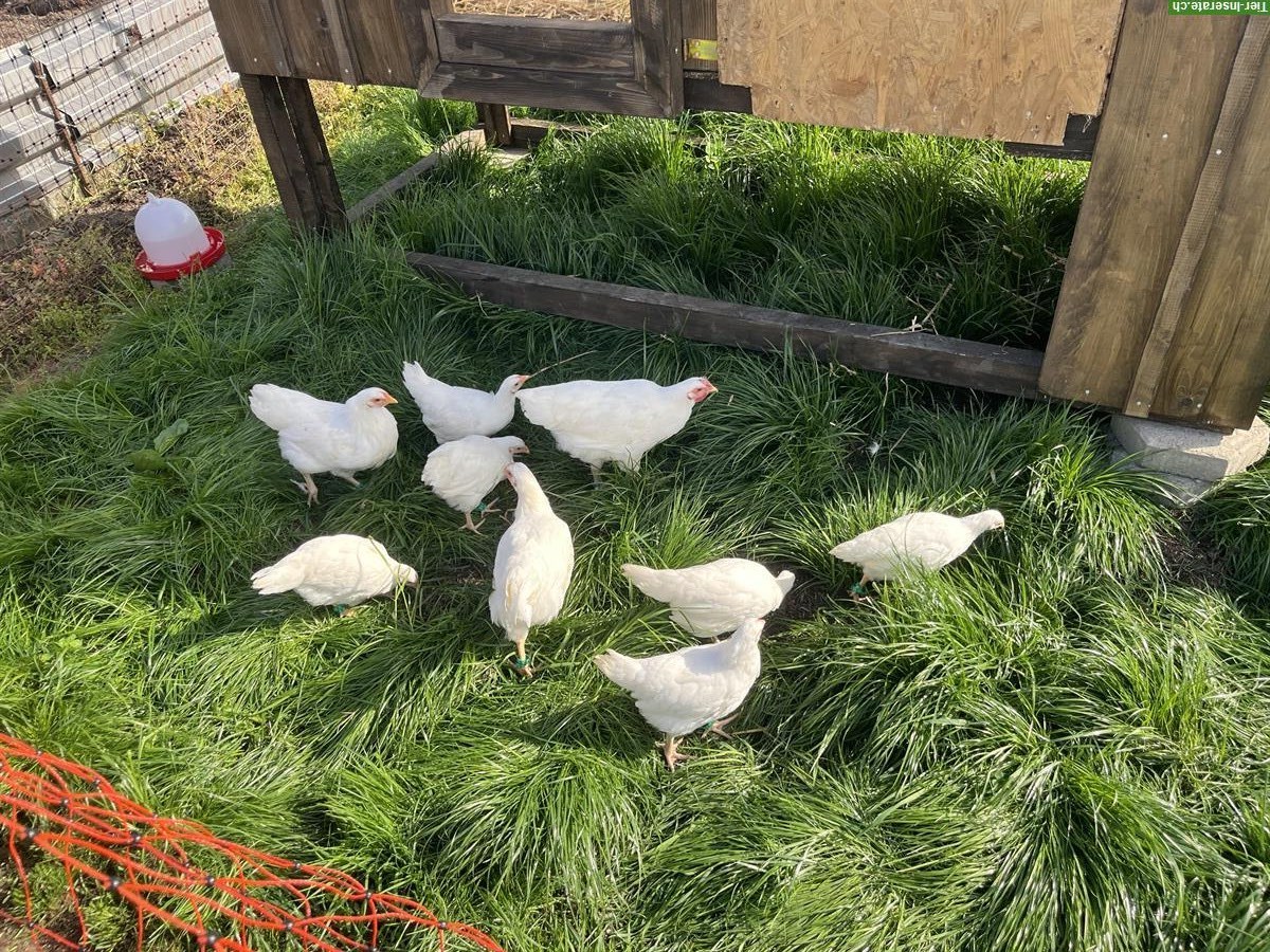 Bild 2: Schweizer Hühner: Zuchtgruppe 1.5 zu verkaufen