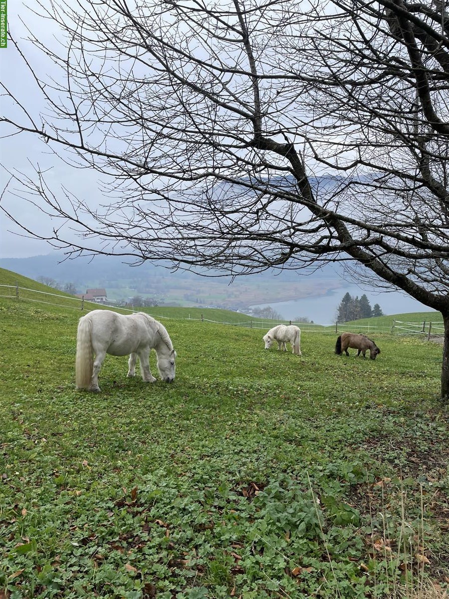 Suche Freizeitpartner: Wallach 145-155cm, 10-15 Jahre