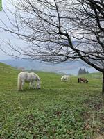 Suche Freizeitpartner: Wallach 145 - 155cm, 10-15 Jahre