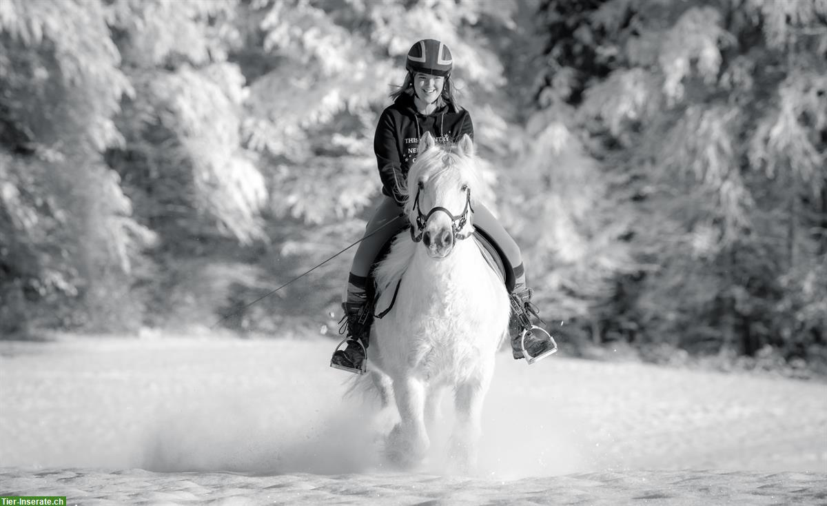 Bild 2: Suche Freizeitpartner: Wallach 145-155cm, 10-15 Jahre