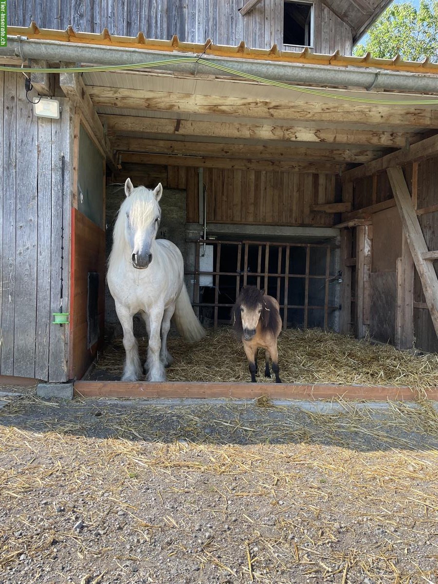 Bild 3: Suche Freizeitpartner: Wallach 145-155cm, 10-15 Jahre