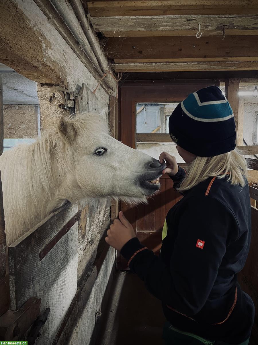 Bild 4: Suche Freizeitpartner: Wallach 145-155cm, 10-15 Jahre