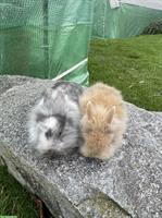 Junge Löwenkopf Zwerghäsli abzugeben