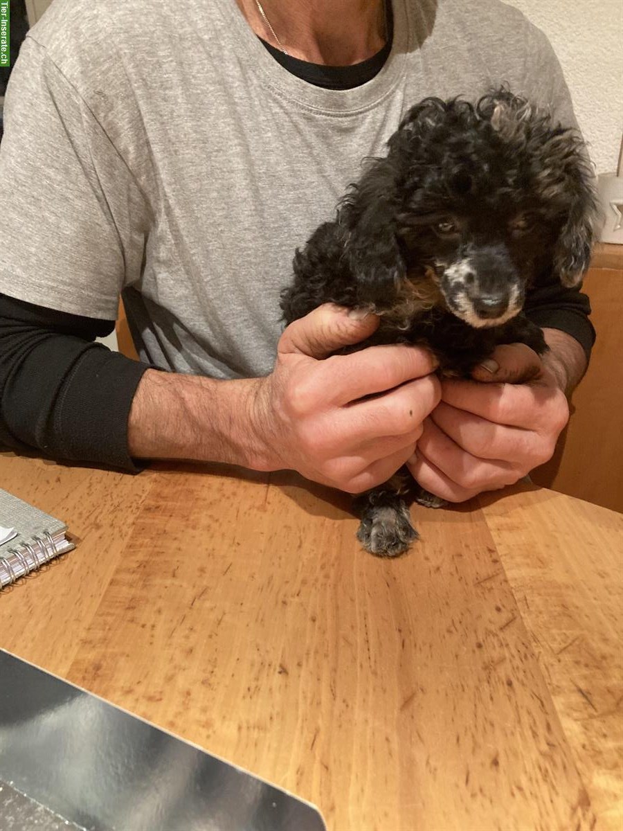 Toypudel Welpen, Hündinnen und Rüden zu verkaufen