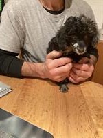 Toypudel Welpen, Hündinnen und Rüden zu verkaufen