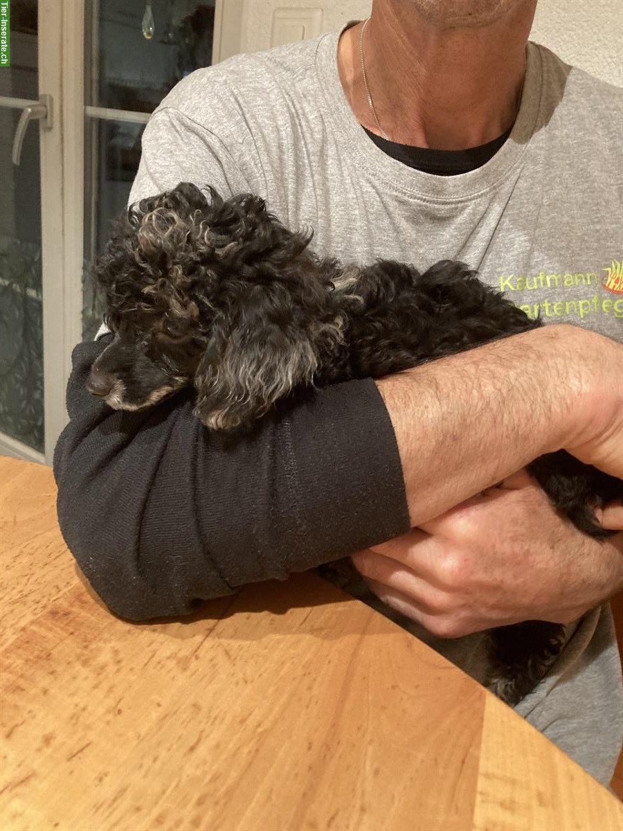 Bild 2: Toypudel Welpen, Hündinnen und Rüden zu verkaufen