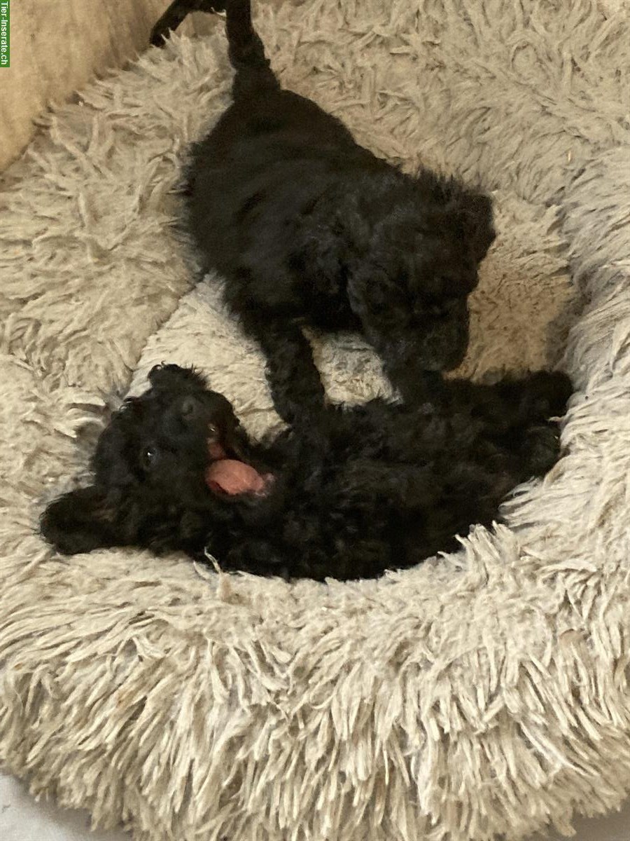 Bild 3: Toypudel Welpen, Hündinnen und Rüden zu verkaufen