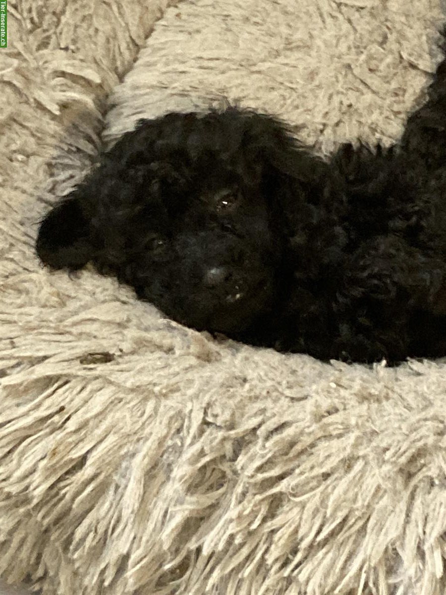 Bild 4: Toypudel Welpen, Hündinnen und Rüden zu verkaufen