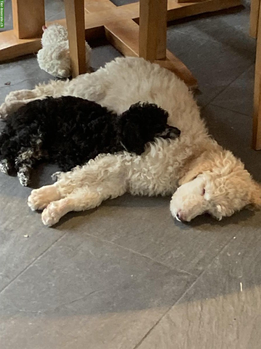 Bild 5: Toypudel Welpen, Hündinnen und Rüden zu verkaufen