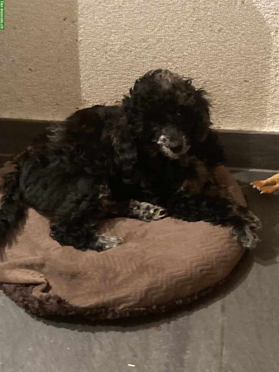 Bild 6: Toypudel Welpen, Hündinnen und Rüden zu verkaufen