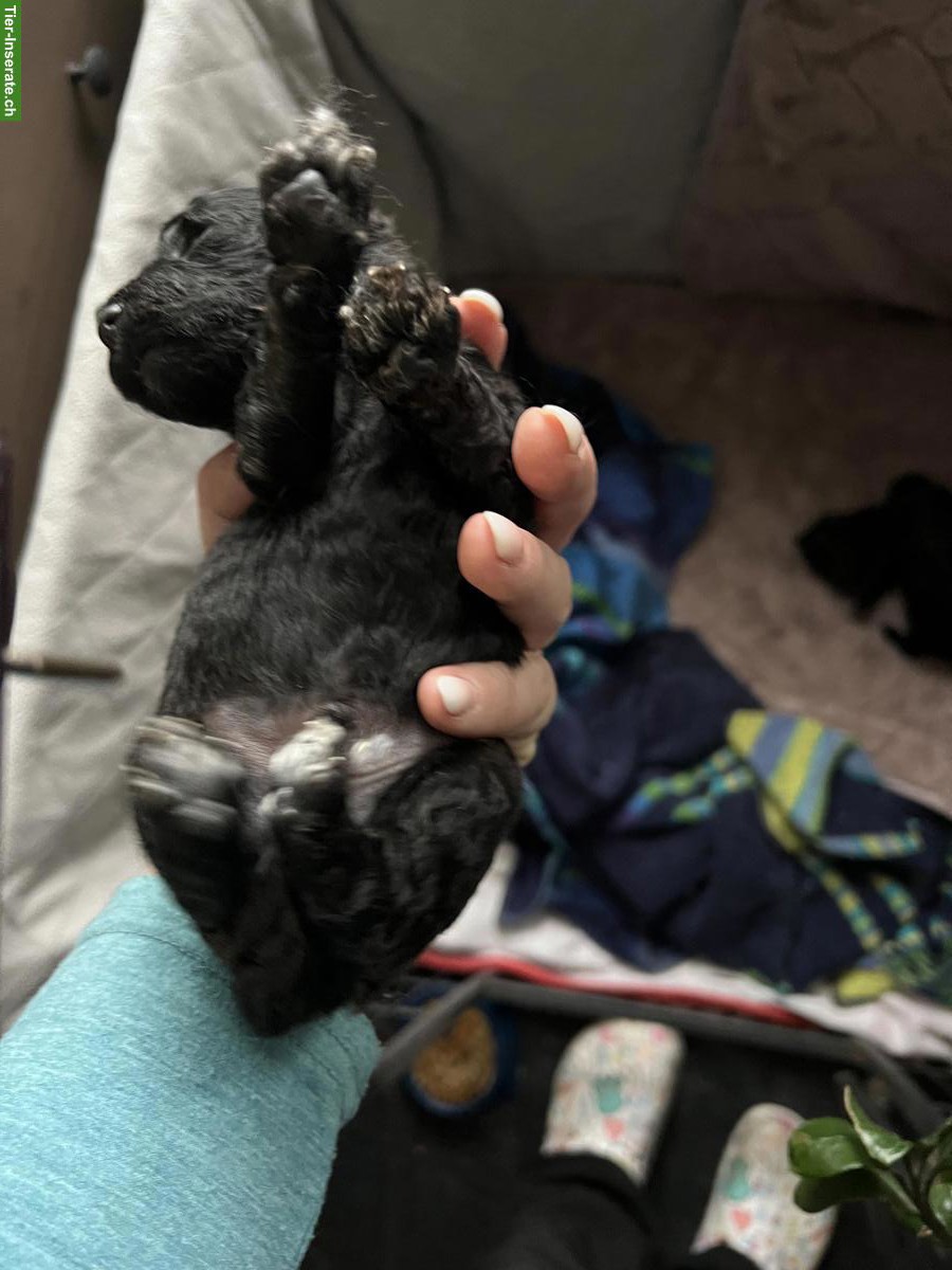 Bild 7: Toypudel Rüden zu verkaufen