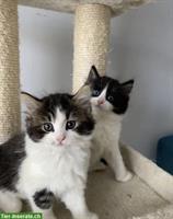 2 wunderschöne Sibirische Kätzchen m/w zu vergeben