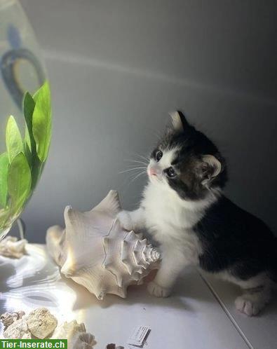 Bild 3: 2 wunderschöne Sibirische Kätzchen m/w zu vergeben