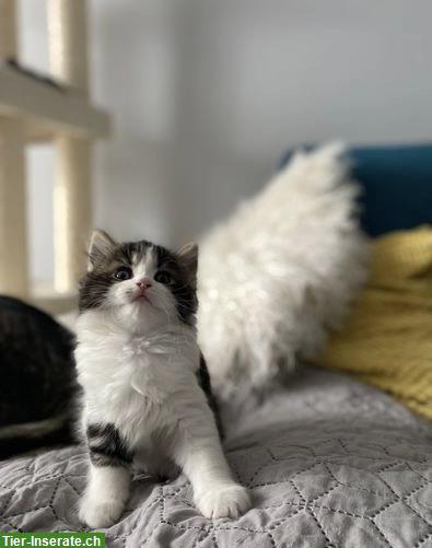 Bild 4: 2 wunderschöne Sibirische Kätzchen m/w zu vergeben