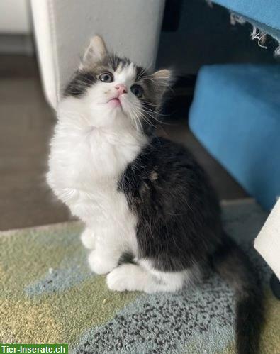 Bild 5: 2 wunderschöne Sibirische Kätzchen m/w zu vergeben