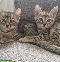 2 Bengal Kätzchen, Bruder und Schwester