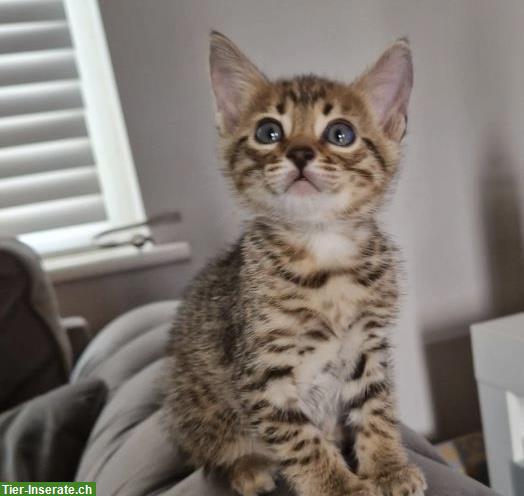 Bild 2: 2 Bengal Kätzchen, Bruder und Schwester