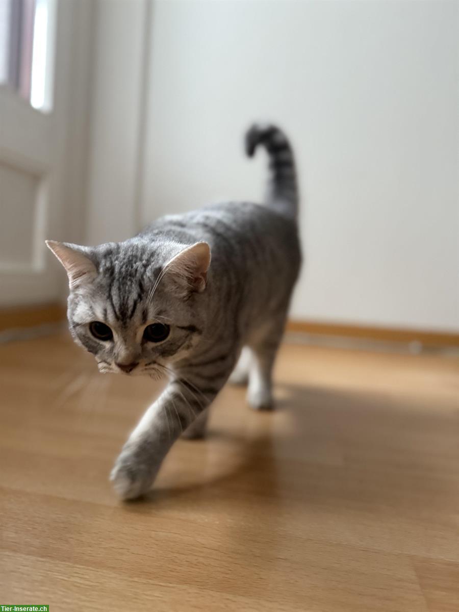 BKH Katze, Tigerli Kater zu verkaufen