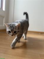 BKH Katze, Tigerli Kater zu verkaufen