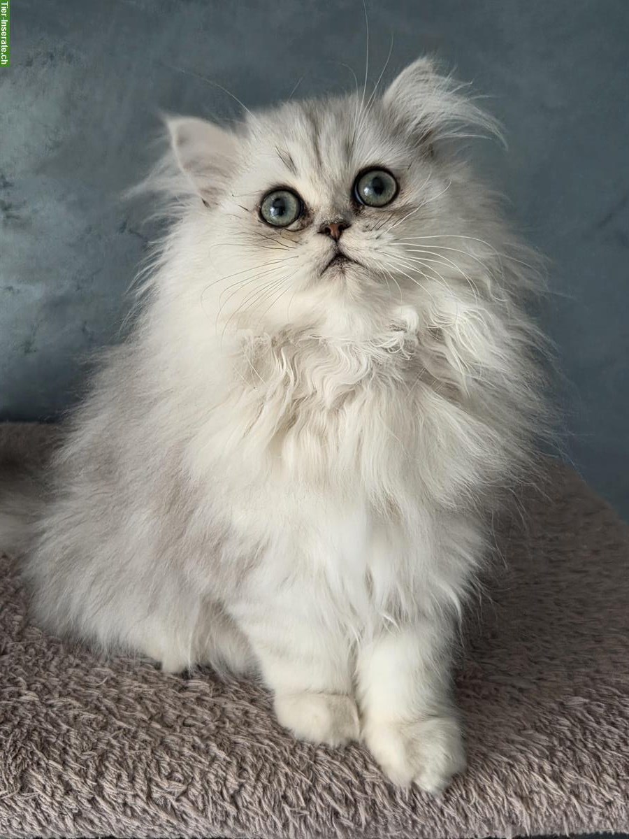 Perserkatze silver shaded, reinrassiger Kater