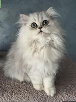 Perserkatze silver shaded, reinrassiger Kater