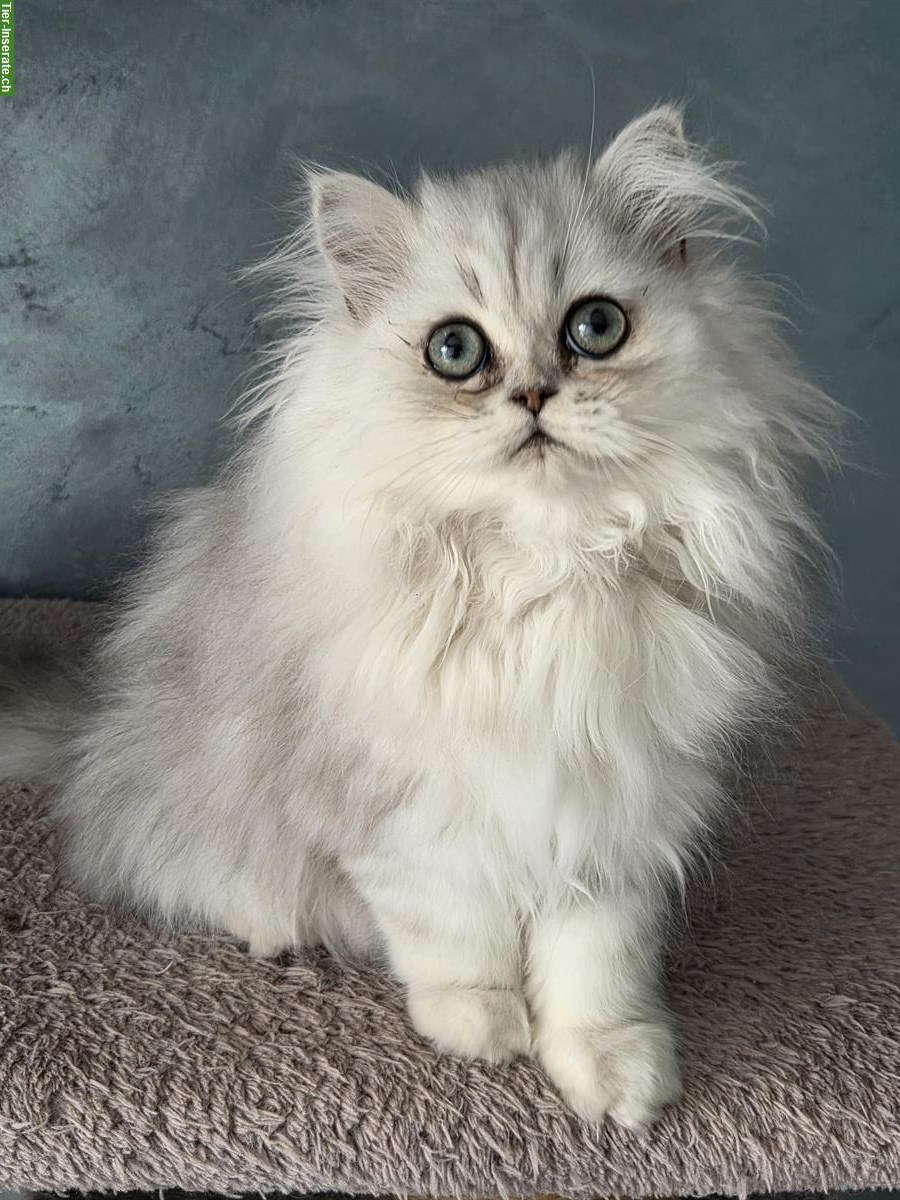 Bild 2: Perserkatze silver shaded, reinrassiger Kater