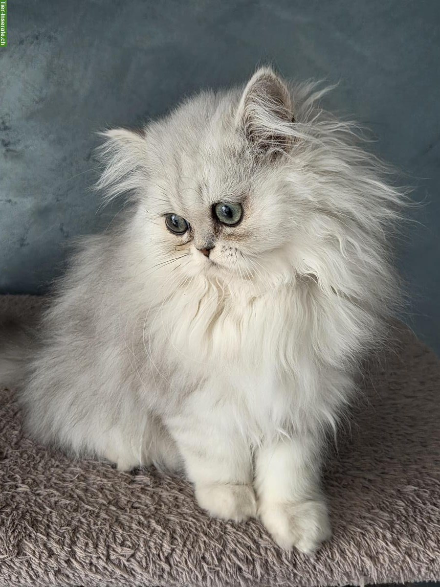 Bild 3: Perserkatze silver shaded, reinrassiger Kater