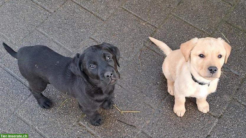 Mischlingshunde-Welpen zu verkaufen