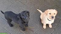 Mischlingshunde-Welpen zu verkaufen