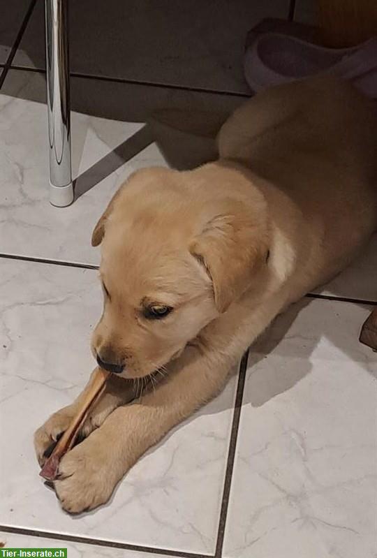 Bild 2: Mischlingshunde-Welpen zu verkaufen