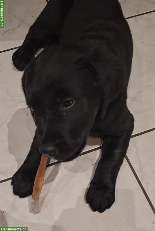 Bild 3: Mischlingshunde-Welpen zu verkaufen