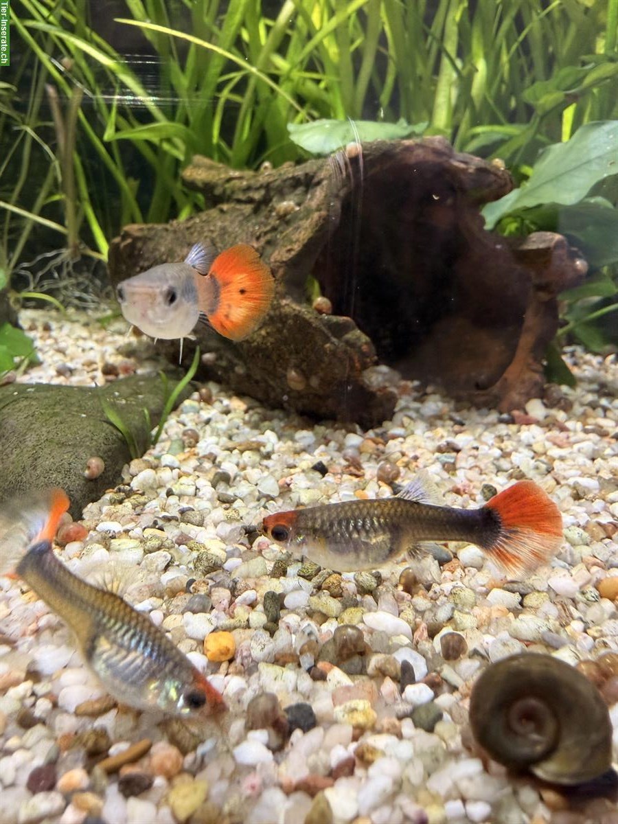 3 Guppy Weibchen gratis abzugeben