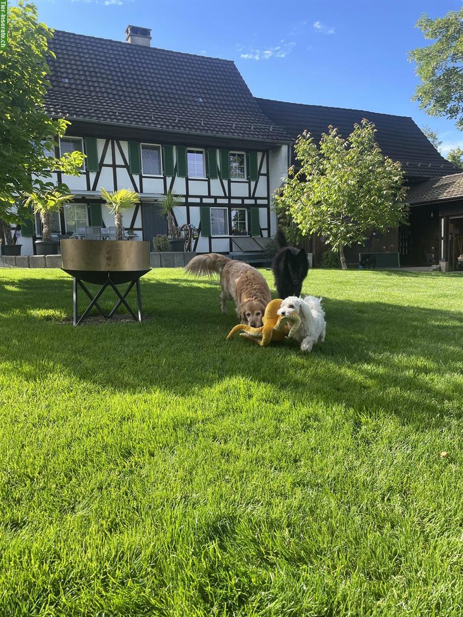 Tierbetreuung in Tierpension, Langrickenbach TG