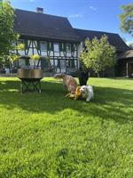 Tierbetreuung in Tierpension, Langrickenbach TG
