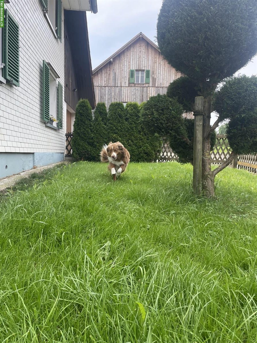 Bild 2: Tierbetreuung in Tierpension, Langrickenbach TG
