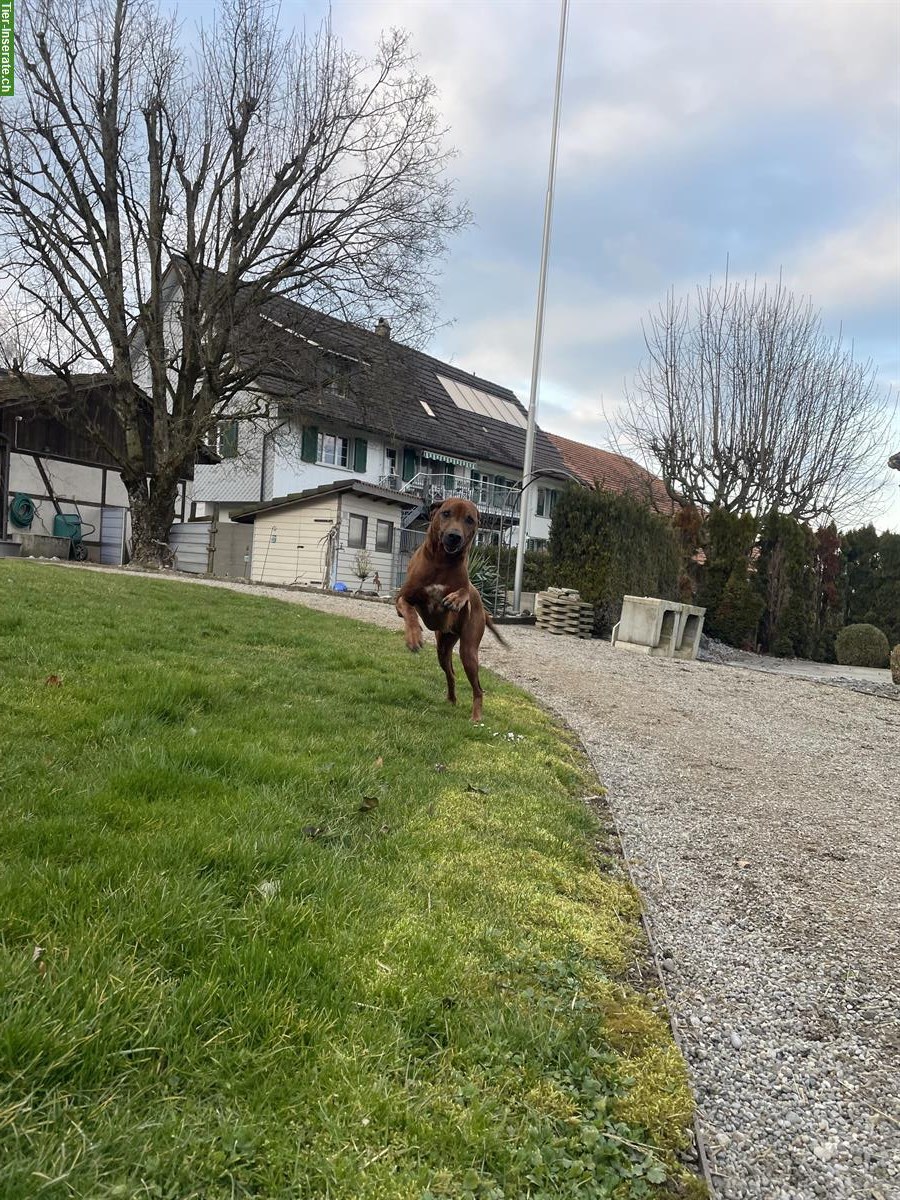 Bild 3: Tierbetreuung in Tierpension, Langrickenbach TG
